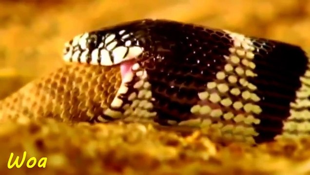 King Cobra Snake vs Eating Rat snake Snake Chanel