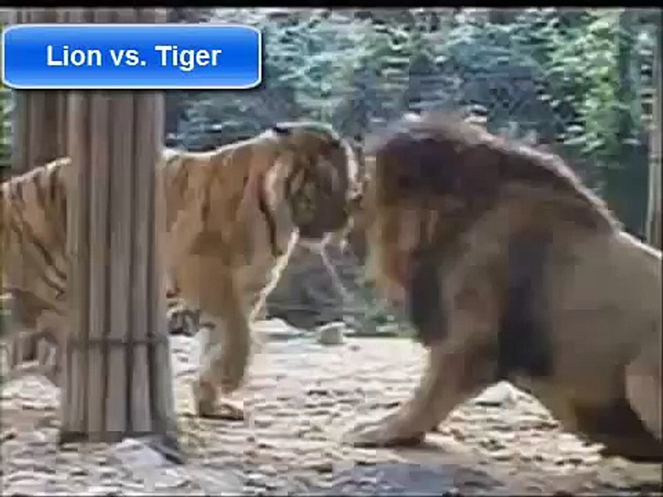 Lion Vs Tiger #1