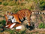 Lion Vs Tiger #9   tiger vs lion   lion vs tiger fight   tiger vs lion fight   animal fight
