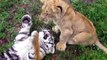 watch Lion Vs Tiger #11   tiger vs lion   lion vs tiger fight   tiger vs lion fight   animal fight