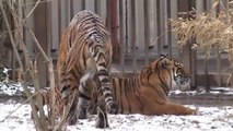 watch Lion Vs Tiger #12   tiger vs lion   lion vs tiger fight   tiger vs lion fight   animal fight