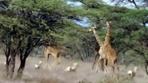 watch African Animals HD #3   African Lion   Lion Attacks   lion battle