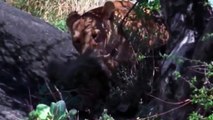 watch African Animals HD #4   African Lion   Lion Attacks   lion battle