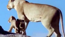 watch African Animals HD #9   African Lion   Lion Attacks   lion battle