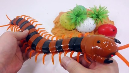 Realistic Giant Scolopendra Wireless Remote Control Toy Review 무선 리얼 지네 장난감 뽀송이모래 공룡알 꾸미기