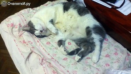 Храпящий котяра