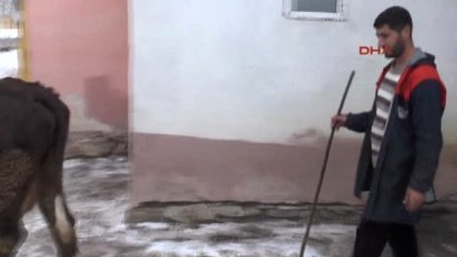 Muş-Karasu Nehri Donunca Hayvanlara Kuyudan Su Çekmeye Başladılar