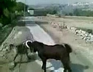 Funny pathan, pathan prank, funny pathan joke, pathan joke, Pathan Funny , Pathan vs Goat