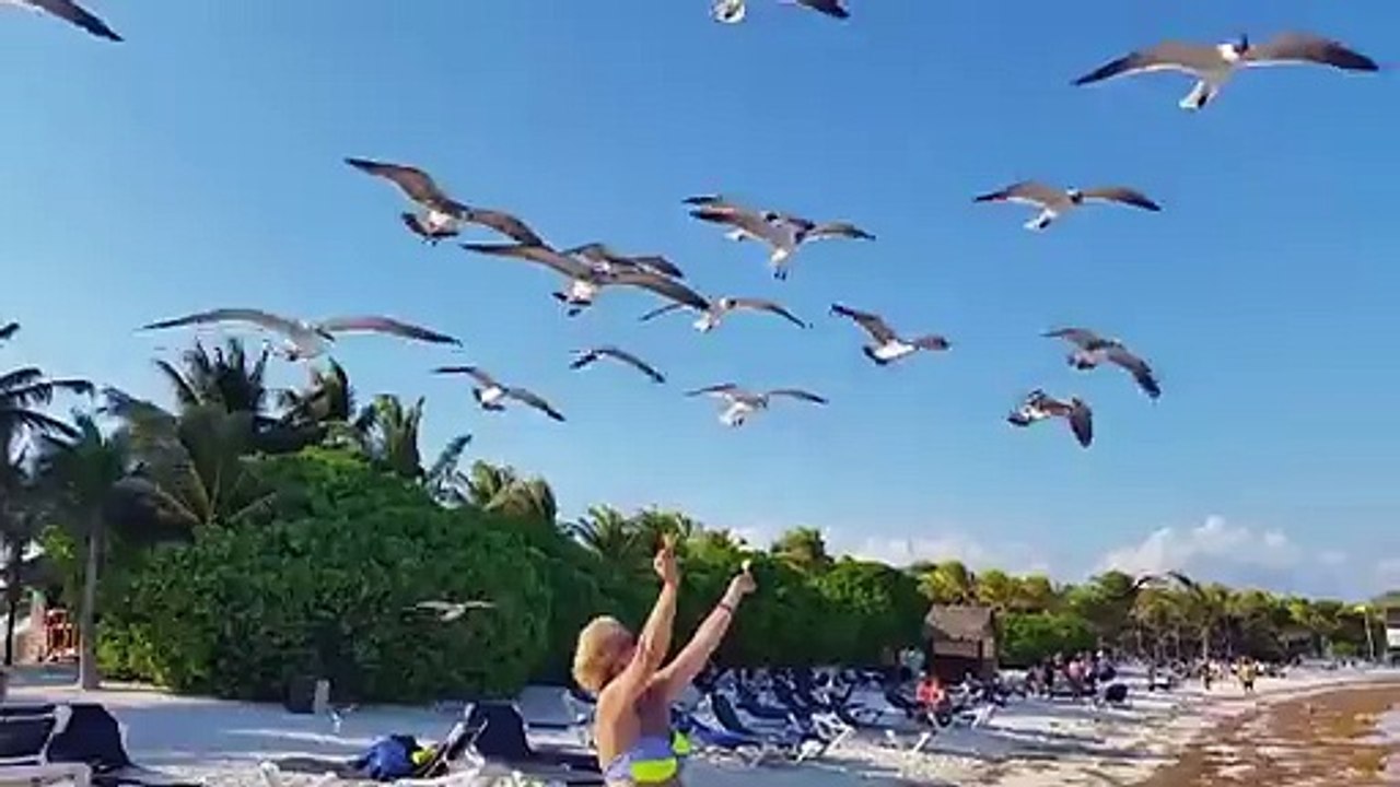 Seagull Poops on Womans Bikini