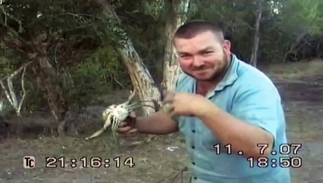 Giant Spider! Worlds Biggest Spider Giant Huntsman Spider