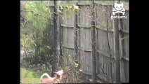 Squirrel Leaps over Dog Climbing trees.