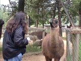 Llama spits in kids face