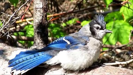 Why birds Sunbathe - Baby Blue Jay 'Sunning' - Watch in HD