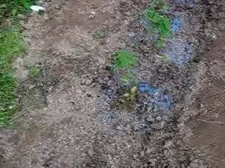 plantation de cannabis exterieur (foret suisse mi avril)
