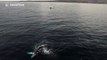 Humpback whale breaches the surface while drone flies overhead