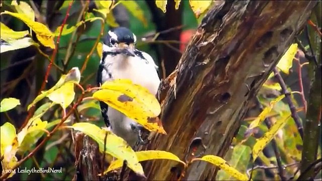 Woodpeckers Pt. 2 - How They Can Climb Trees - How To Tell Hairy and Downy Woodpeckers Apart
