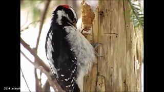 Woodpeckers Pt.1 - Why They Don't Get Brain Damage