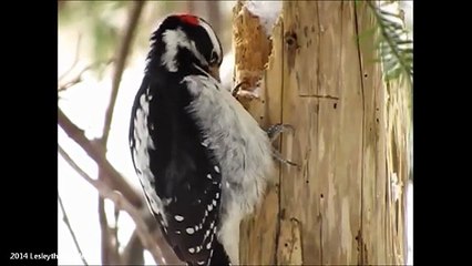 Woodpeckers Pt.1 - Why They Don't Get Brain Damage