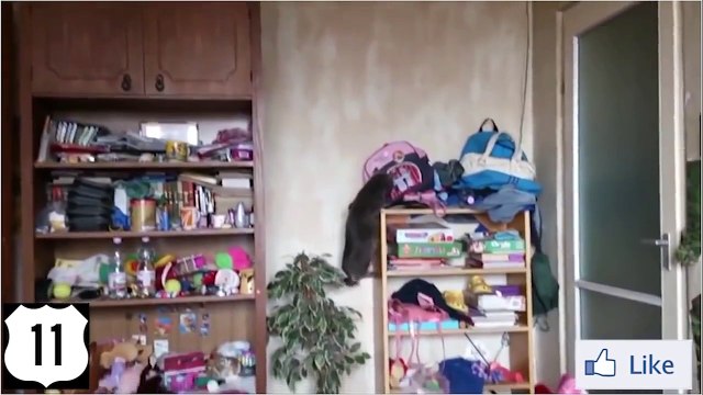 35 МИНУТ!!! все СМЕШНЫЕ КОТЫ и КОШКИ за 2015 _ ПОДБОРКА ЛУЧШИХ ПРИКОЛОВ _ ТОП 11