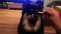 Incredibly disciplined dog won't eat biscuit balancing on his nose