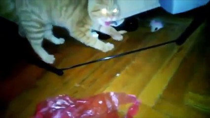 Самые пугливые кошки. Смешные коты боятся всего