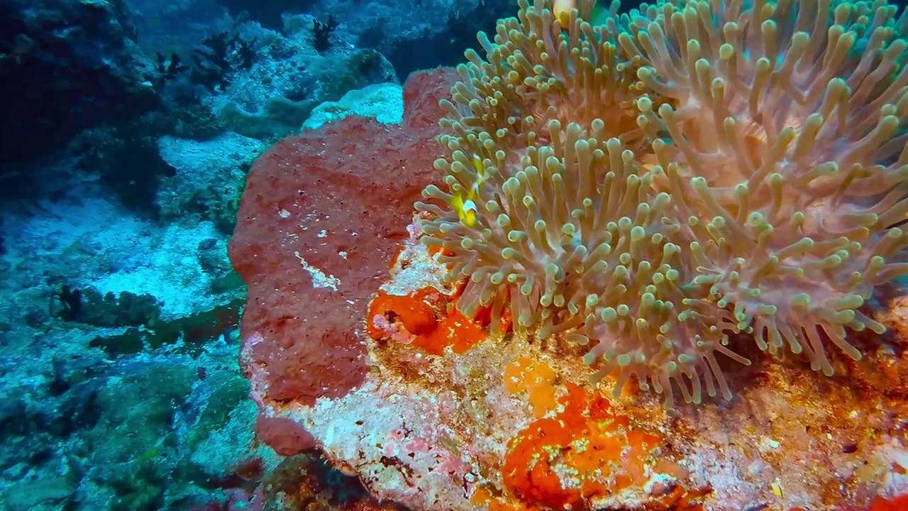 Malediven Lucky Reef