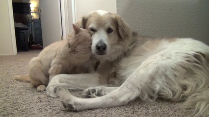 Un moment d'amitié entre un chien et un chat