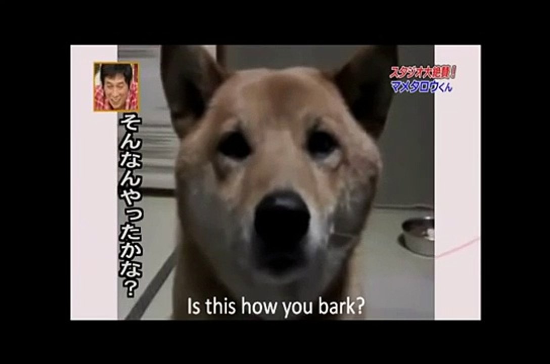 Elle a dit à son chien qui aboyait fort de le faire un peu plus doucement. Ce qu'il a fait m'a fait rire LOL!