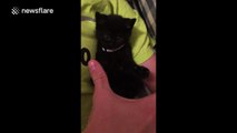 Super cute kitten copies boy's hand movements