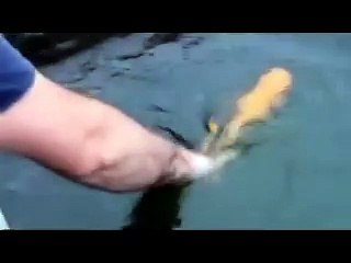 Впервые такое вижу