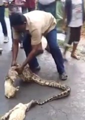 Çılgın Çiftçi Pitonun Midesinden 2 Keçisini Çıkardı