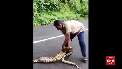Man squeezes goats from stomach of six-foot-long python