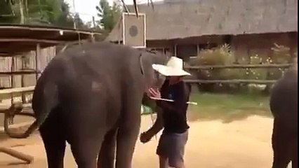 Dancing Elephant