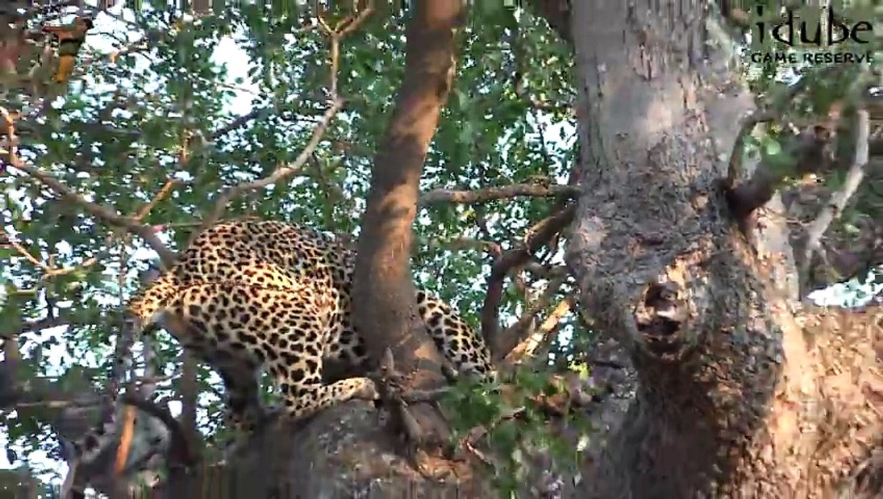 Idube Safari Highlights #370  09 - 12 October 2015 (Latest Sightings) (4K Video)