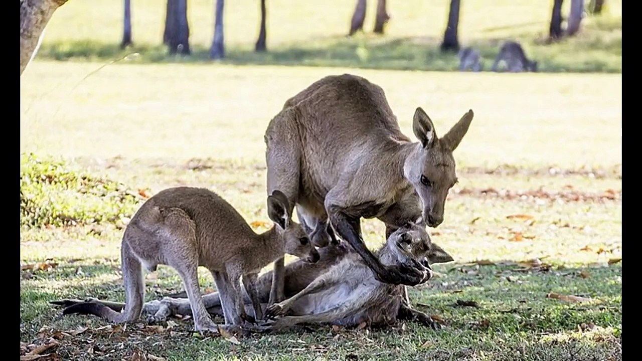 Les photos d'un kangourou mâle tentant de soulever sa femelle en train de mourir