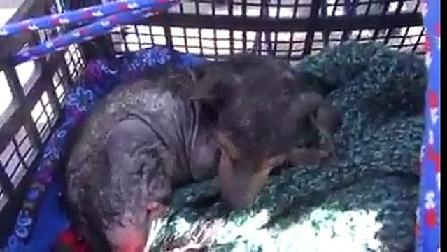 Un cane viene abbandonato in un canale: il suo salvataggio è commovente