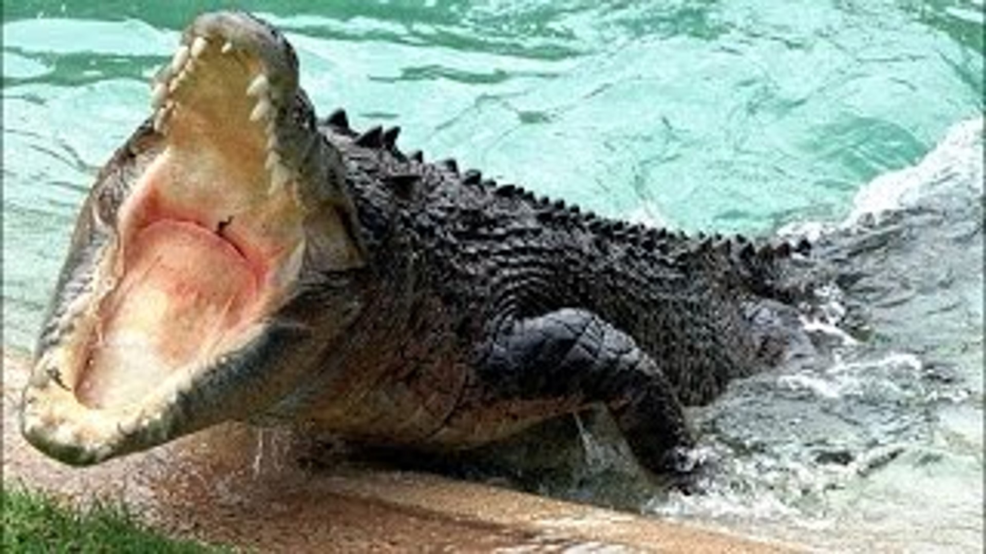 ⁣Wild discovery channel animals Monster Croc Hunt Animal planet documentary films HD