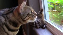 Funny smiling and chattering cats and dogs - Funny and cute animal compillation