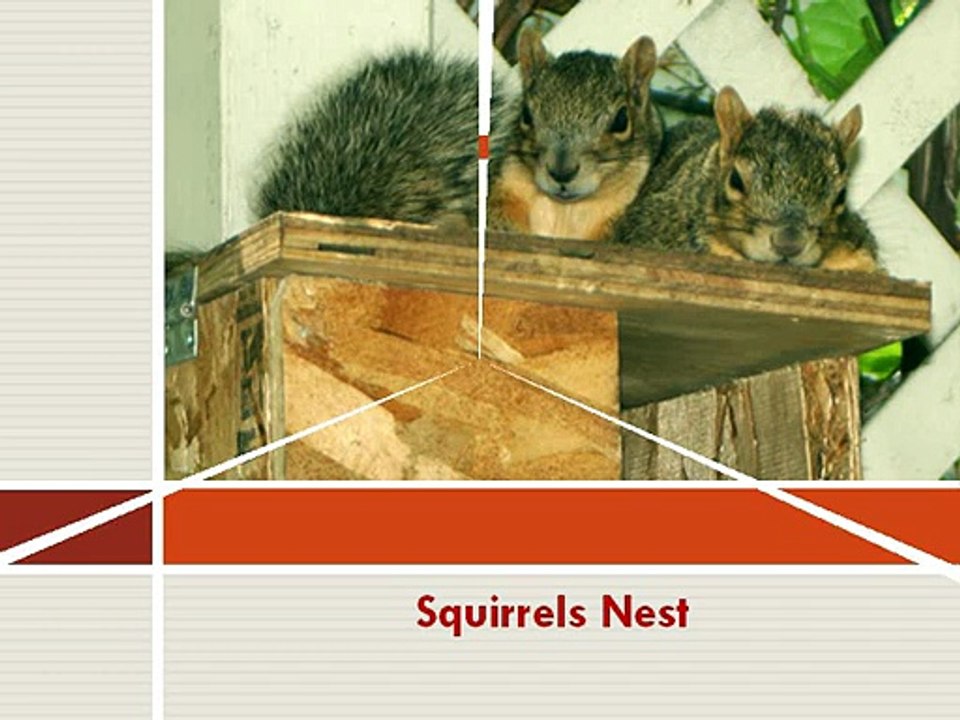 Squirrel Pest Control Services