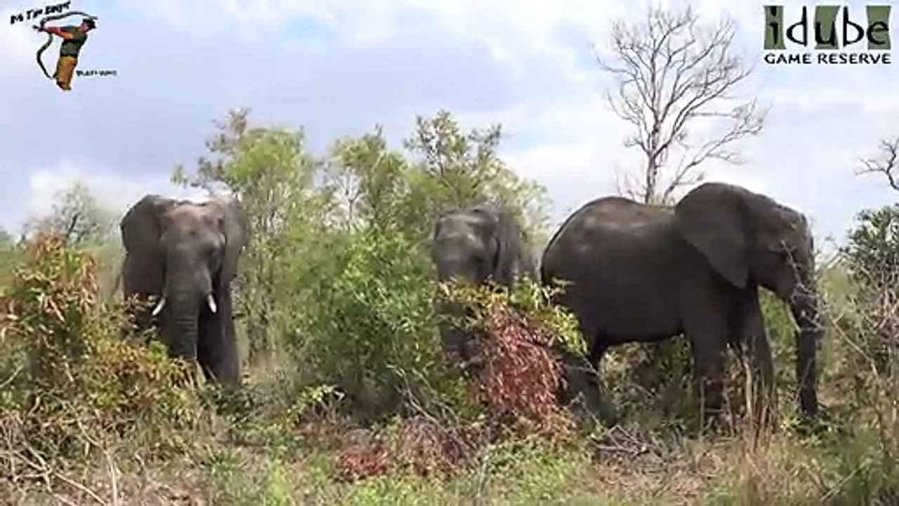 Idube Safari Highlights #373  20 - 24 October 2015 (Latest Sightings) (4K Video)