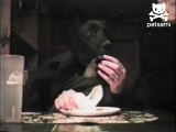 Dog eating-If Dogs had human hands !