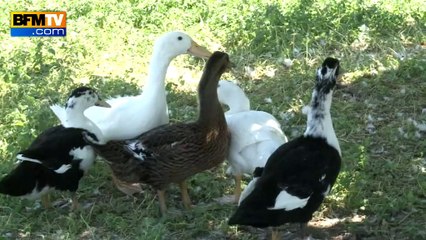 Grippe aviaire: des élevages du Sud-Ouest contraints de fermer pour éradiquer l’épidémie