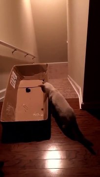Guy tricks cat into sliding down stairs in box | ORIGINAL