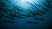 Sea Animal Life Video: The Life of Oceans (Sea Animal Documentary Full Length)