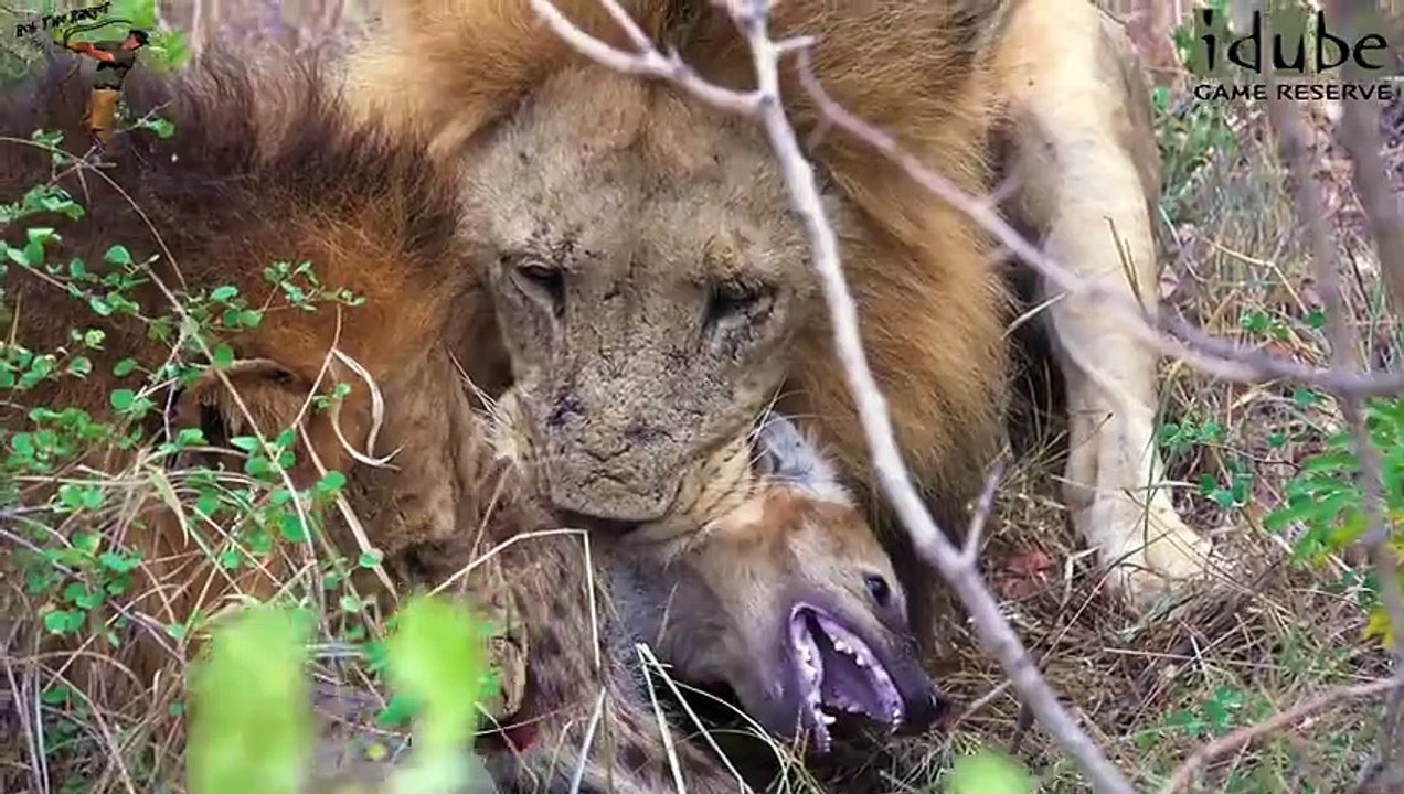 Lions Kill And Eat Hyena - Death At the Hyena Den (4K Video)