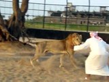 Arab and Lion - who wins -video