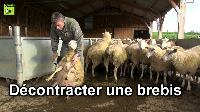 attraper_et_contenir ses brebis et agneaux _ciirpo