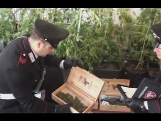 Vedano al Lambro (Monza) - Serra di marijuana in casa, arrestato (15.01.16)