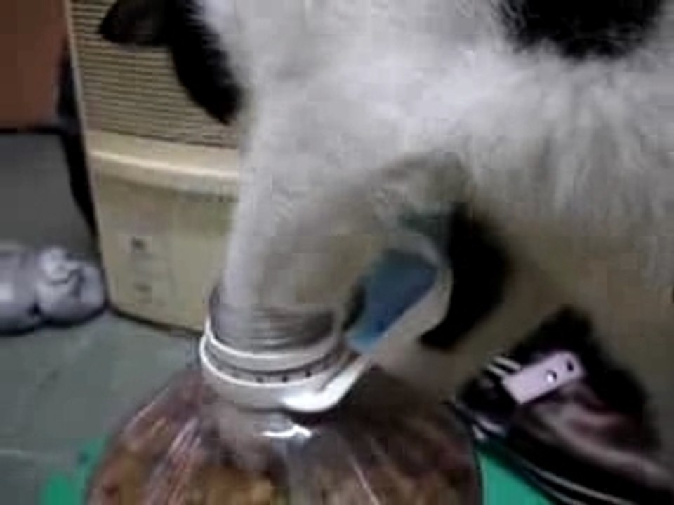 Chat ki a faim!