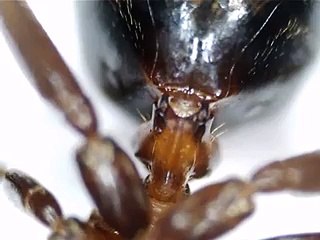 Karıncanın Kalbini Görmek İster Misiniz Yok Böyle Bir Şey